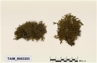 藏品(狗尾苔屬)的圖片